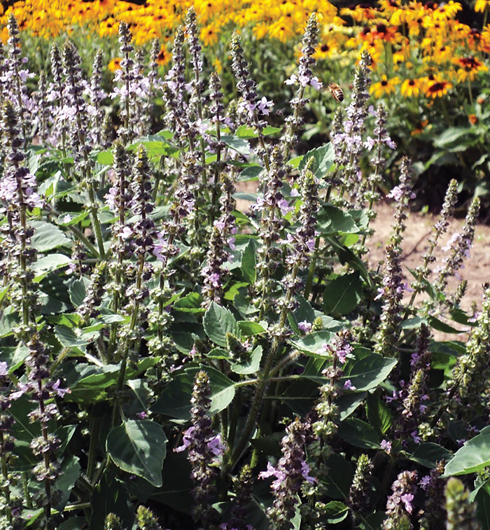 growing-tulsi